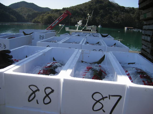 urashiro-fish-boxes.jpg