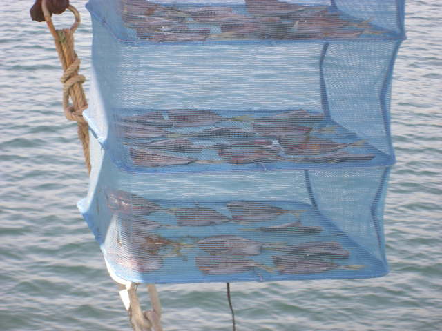 urashiro-fish-dried-fish-2.jpg